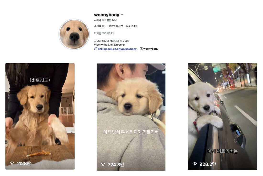 @woonybony 콘텐츠 성과